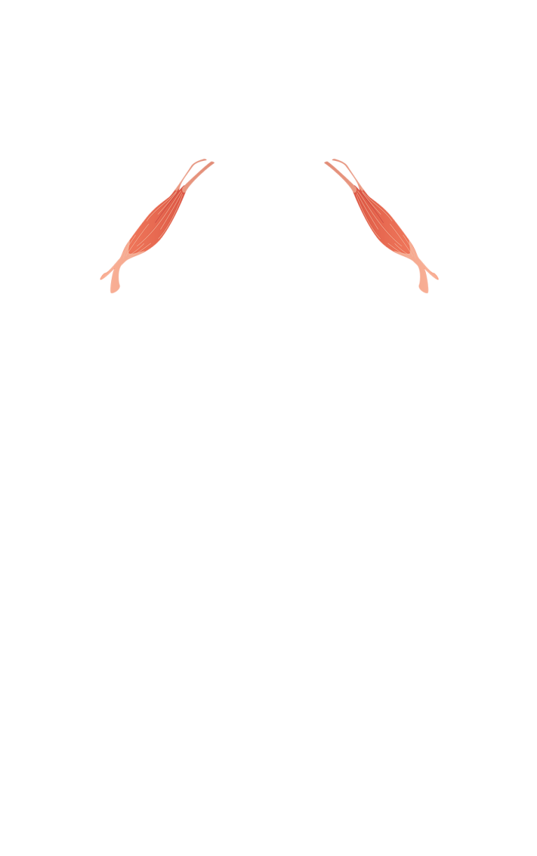 M. biceps brachii